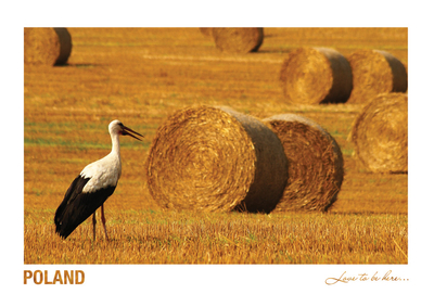 Poland - Love to be here...  - Storch