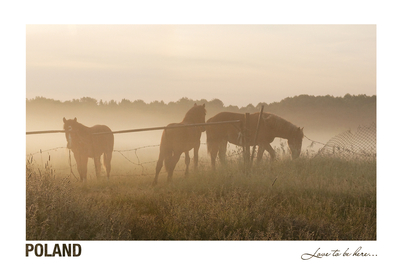 Poland - Love to be here... - Herbstlandschaft mit Pferden