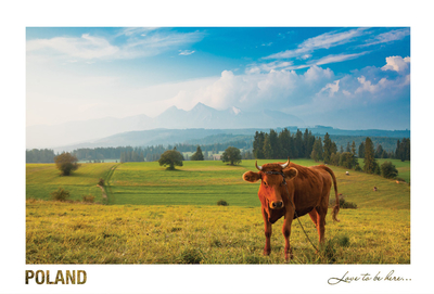 Poland - Love to be here... - Landschaft mit einer Kuh, Pieniny-Bergen