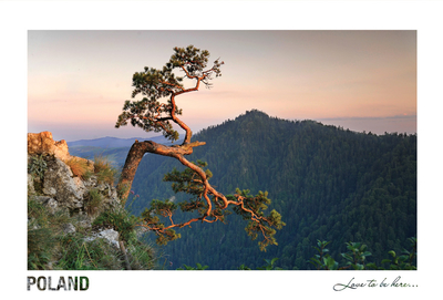 Poland - Love to be here... - Pieniny-Bergen, Kiefer
