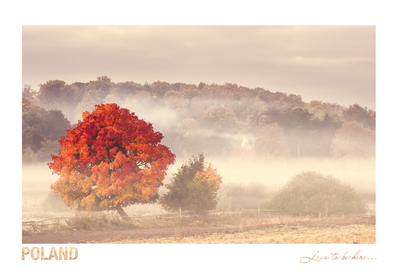Poland - Love to be here...  - Pommern - Herbstbaum