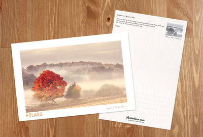 Poland - Love to be here...  - Pommern - Herbstbaum