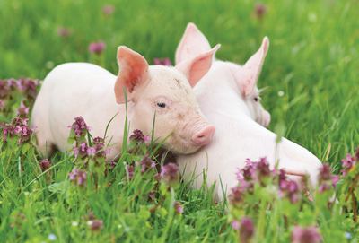 Zwei Schweine