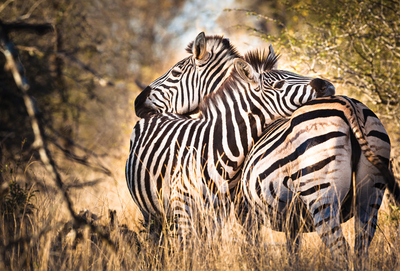 Zwei Zebras