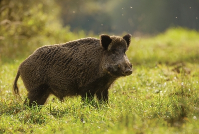 Wildschwein