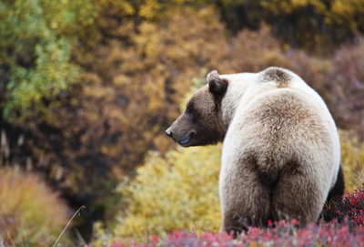 Grizzlybär