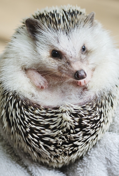 Igel