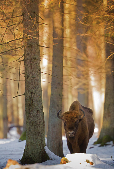 König des Waldes - Europäischer Wisent