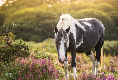 Pony in der Heide