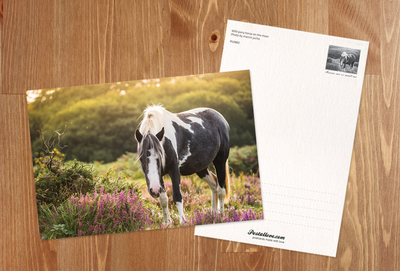 Pony in der Heide