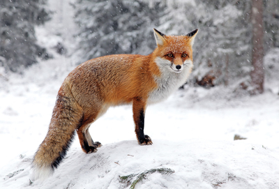 Fuchs im Schnee