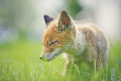 Füchschen im Gras