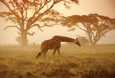 Junge Giraffe