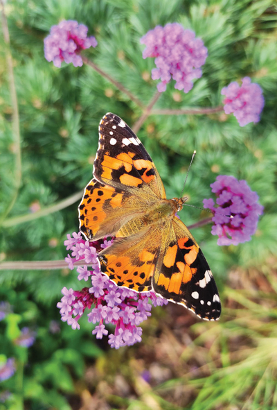 Tagpfauenauge Schmetterling