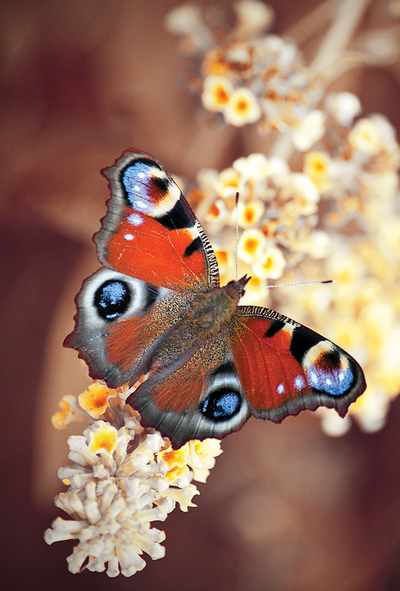 Tagpfauenauge Schmetterling