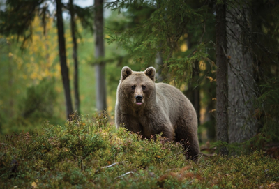 Braunbär