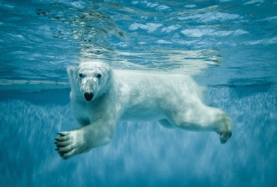 Eisbär