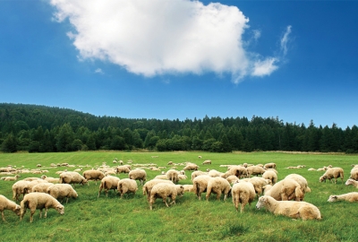 Schafe weiden auf einer Wiese