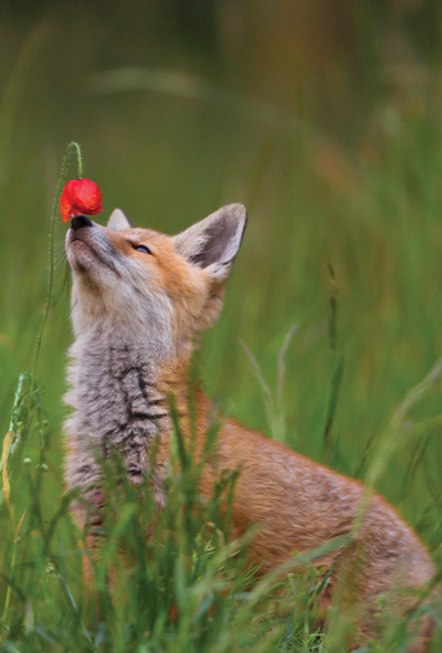 Parfüm - Fuchs