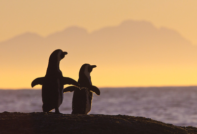 Pinguine