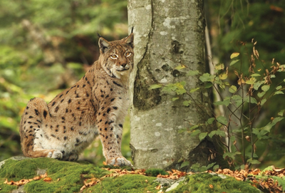 Luchs