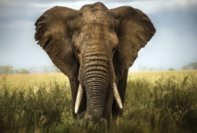 Elefant