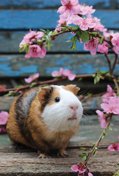 Meerschweinchen