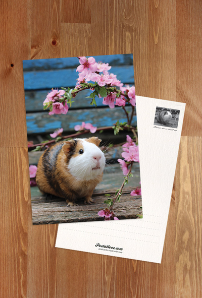 Meerschweinchen
