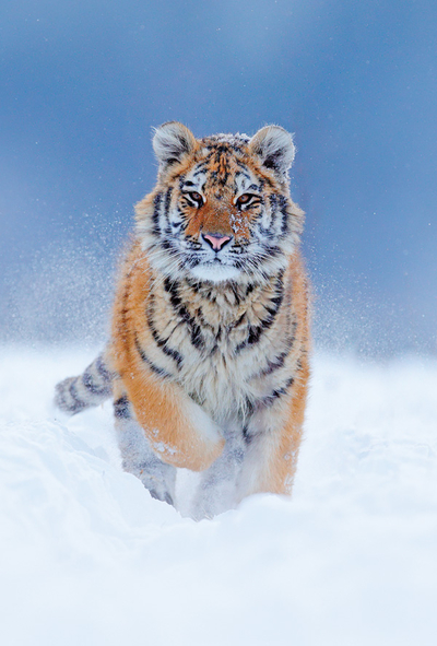 Tiger im Schnee