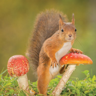 Eichhörnchen und Fliegenpilze