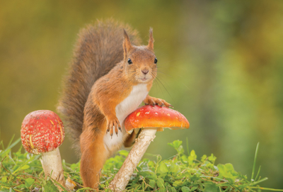 Eichhörnchen und Fliegenpilze