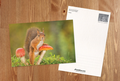 Eichhörnchen und Fliegenpilze
