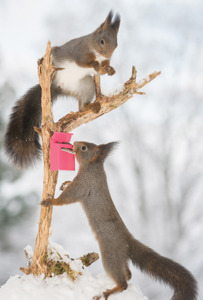 Eichhörnchen und ein Briefkasten