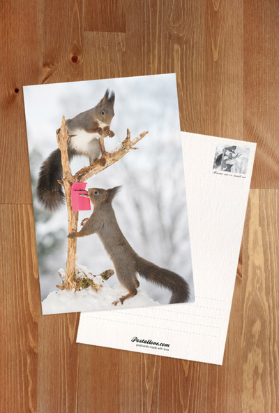 Eichhörnchen und ein Briefkasten