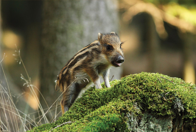 Frühjahrswildschwein