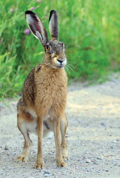Grauer Hase