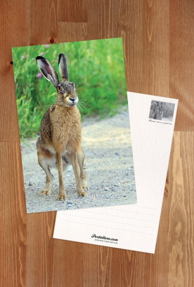 Grauer Hase