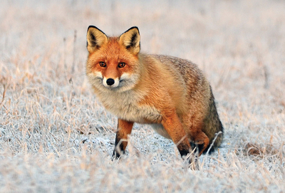Winterfuchs