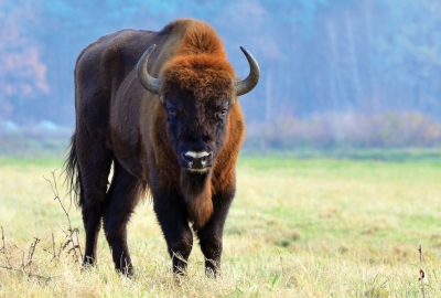 Wisent