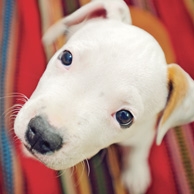 Amstaff