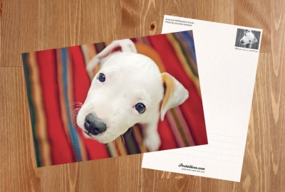 Amstaff