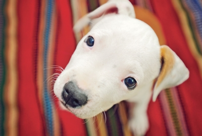 Amstaff