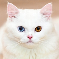 Weiße Katze mit zweifarbigen Augen