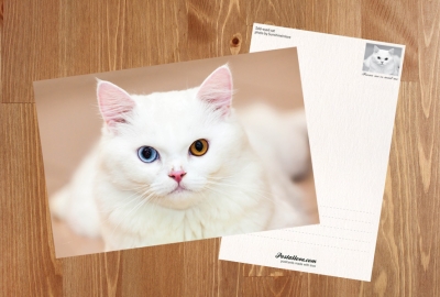 Weiße Katze mit zweifarbigen Augen