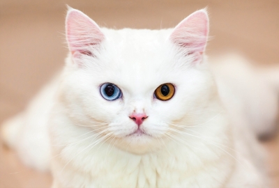 Weiße Katze mit zweifarbigen Augen
