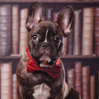 Bulldogge in einer Bibliothek