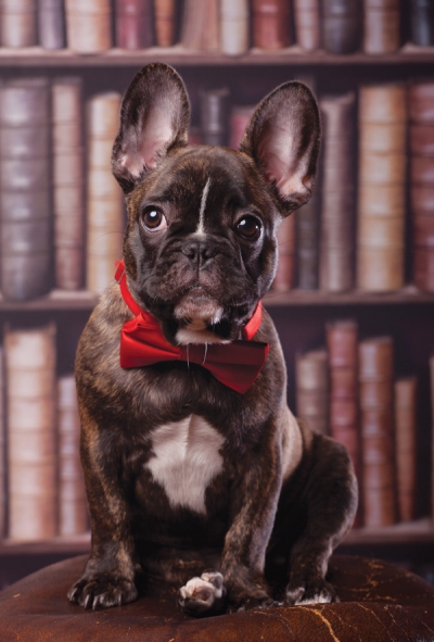 Bulldogge in einer Bibliothek