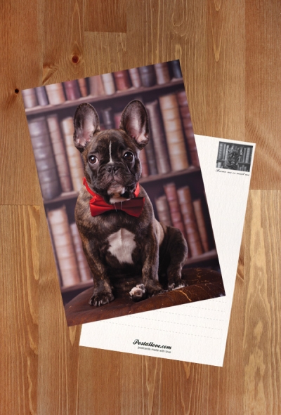 Bulldogge in einer Bibliothek