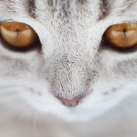 Bernsteinfarbene Augen