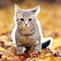 Herbst-Kätzchen